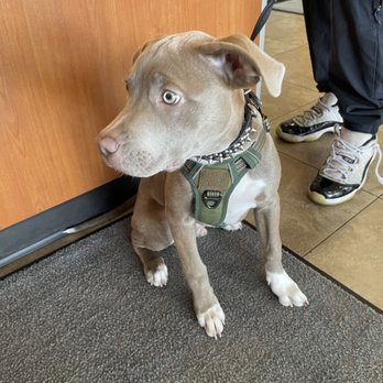 Honest-1 Auto Care - Gunner waiting for his treat - Auto Repair Near Me - Costa Mesa, California Honest-1 Auto Care - Gunner waiting for his treat - Auto Repair Near Me - Costa Mesa, California