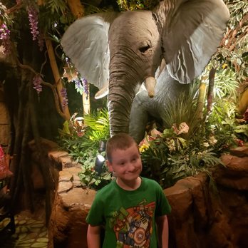 Rainforest Cafe - American Near Me - San Antonio, Texas Rainforest Cafe - American Near Me - San Antonio, Texas