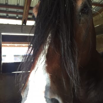 Jerry Dale Equestrian Center - Horse Boarding Near Me - Miami, Florida