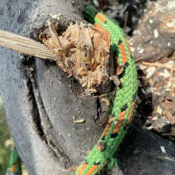Lopez Landscape & Tree Service - a rope wrapped around a tree - Tree Services Near Me