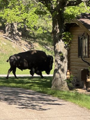 State Game Lodge by null