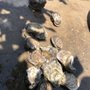 Photo of P & J Oyster Co.