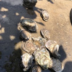 P & J Oyster Co.