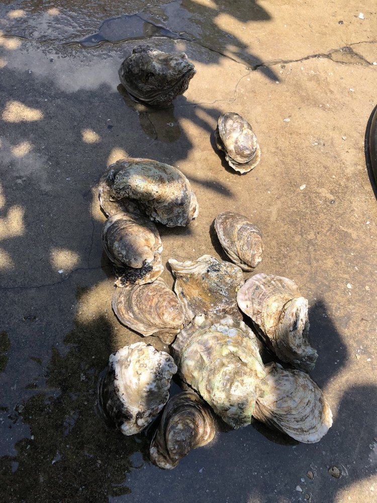 P & J Oyster Co. Logo