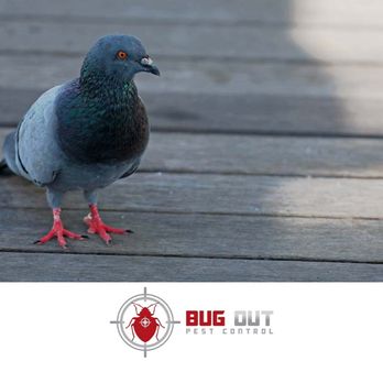 Bug Out Pest Control - Pest Control Near Me - Yuma, Arizona Bug Out Pest Control - Pest Control Near Me - Yuma, Arizona