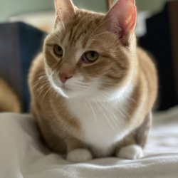 Sitting Kitty Cat Care