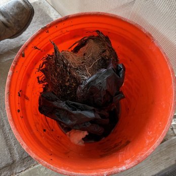 Roto-Rooter Plumbing & Water Cleanup - Roots removed from the sump basin - Water Heater Installation/Repair Near Me - Mesa, Arizona Roto-Rooter Plumbing & Water Cleanup - Roots removed from the sump basin - Water Heater Installation/Repair Near Me - Mesa, Arizona