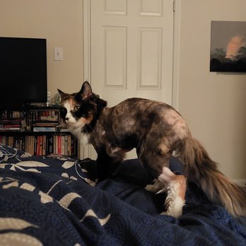 As the Fur Flies - Lion cut on long-haired calico - Pet Groomers Near Me - Austin, Texas As the Fur Flies - Lion cut on long-haired calico - Pet Groomers Near Me - Austin, Texas