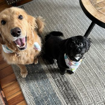 Glade Valley Animal Hospital - Stella and Buster after their annual check up :) - Veterinarians Near Me - Frederick, Maryland Glade Valley Animal Hospital - Stella and Buster after their annual check up :) - Veterinarians Near Me - Frederick, Maryland