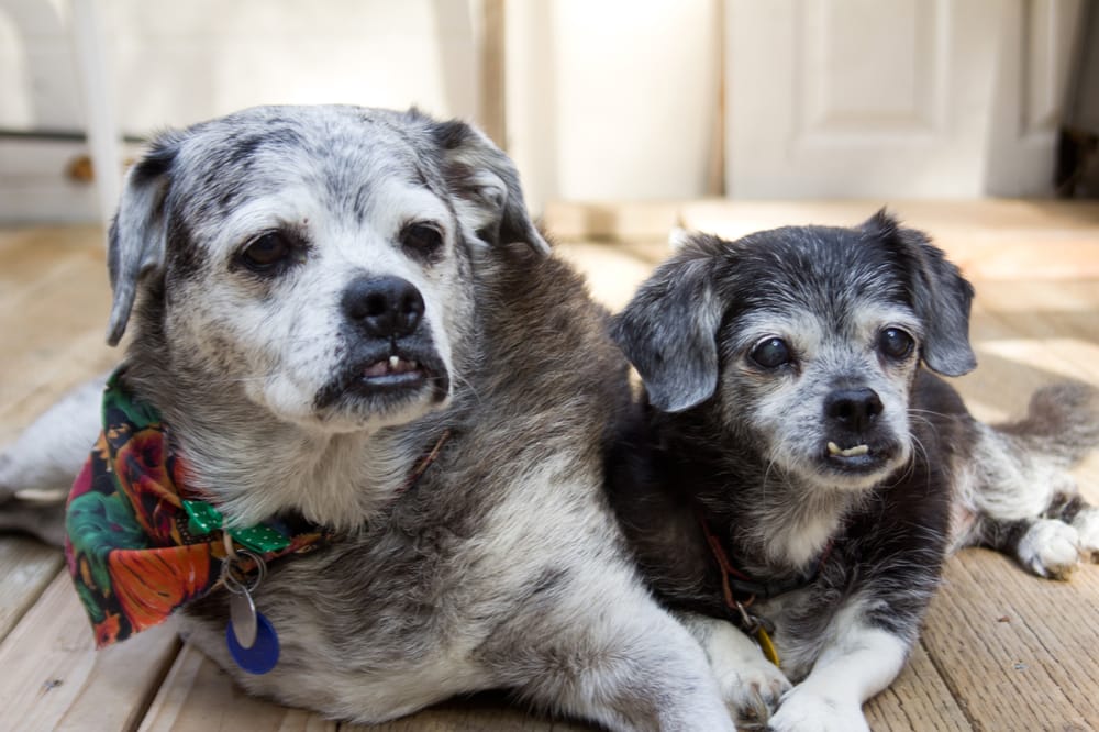 THE DOG BISCUIT INN Updated September 2024 26 Photos 15720