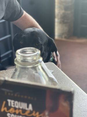 Lazy Dog Restaurant & Bar by null