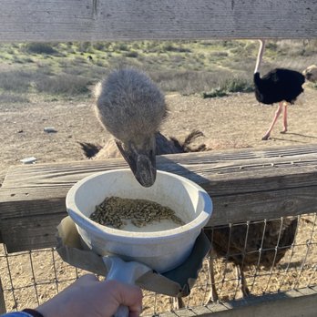 Ostrichland USA - Attraction Farms Near Me - Solvang, California