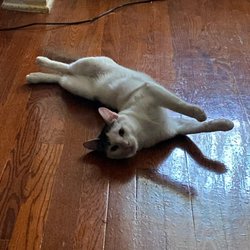 Flip is so laid back. He likes to play, he sometimes purrs & no longer runs away when we approach him.