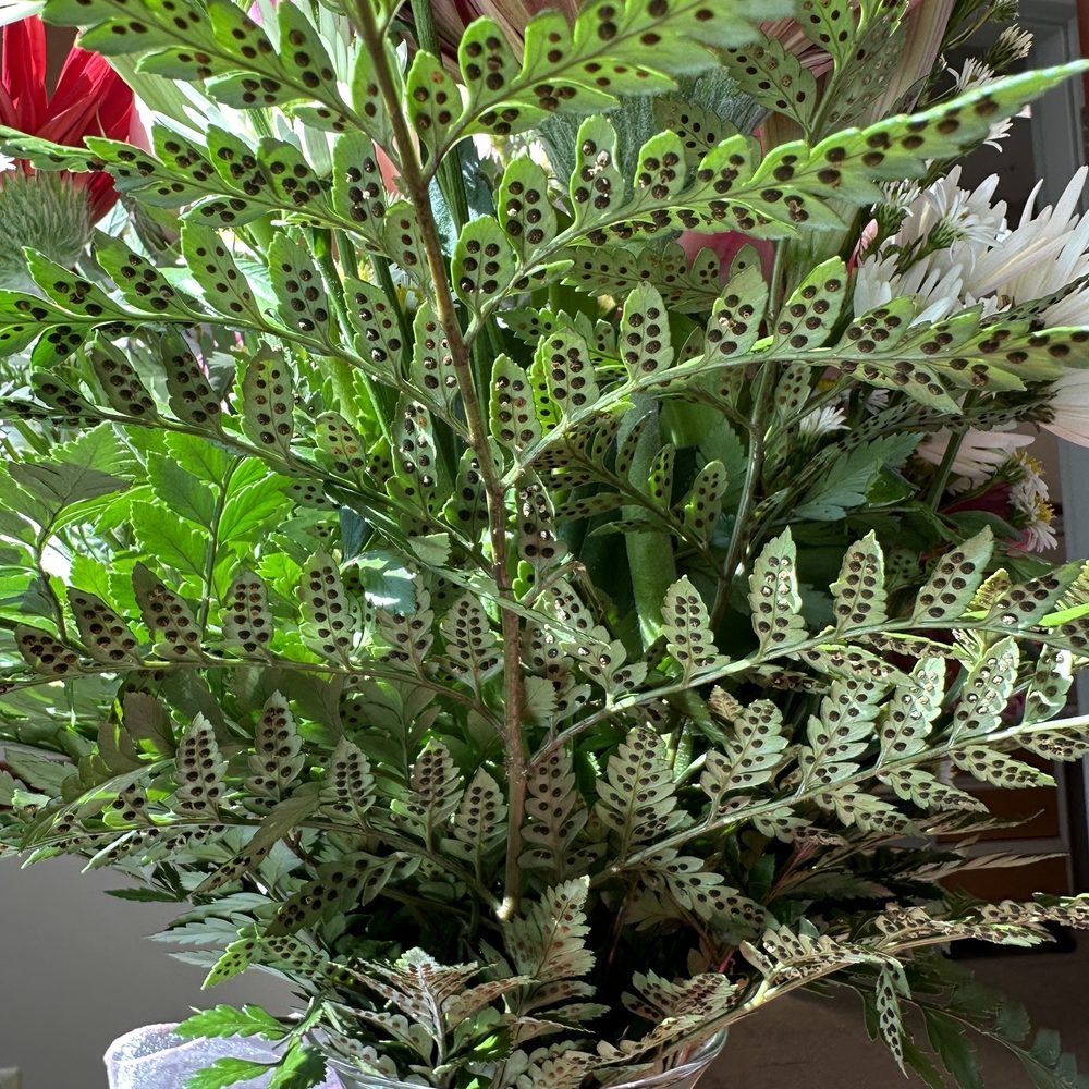 Lanez - Florists Near Me - Hickory, North Carolina