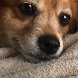 Daisy Mountain Veterinary Hospital 38 Reviews Veterinarians 39512 N Daisy Mountain Dr Anthem Az Phone Number Yelp