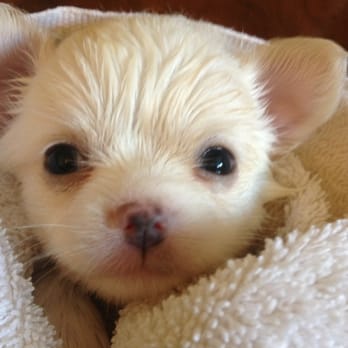 Joelles Chihuahuas - New pup! - Pet Services Near Me