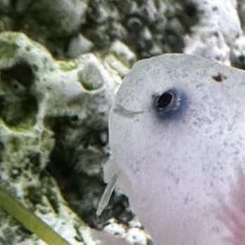 Petland Albuquerque - This is the axolotl I purchased with the parasites. - Pet Stores Near Me - Albuquerque, New Mexico