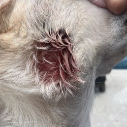 Martin Downs Animal Hospital - Raw area on the neck