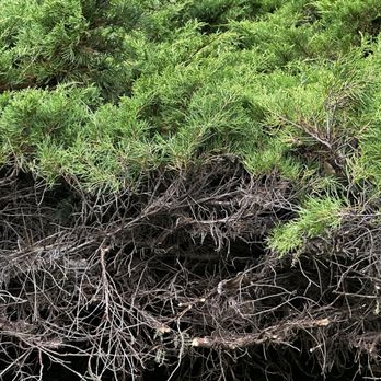 Parkview Landscaping - the roots of a tree - Landscaping Near Me - Mill Creek, Washington Parkview Landscaping - the roots of a tree - Landscaping Near Me - Mill Creek, Washington
