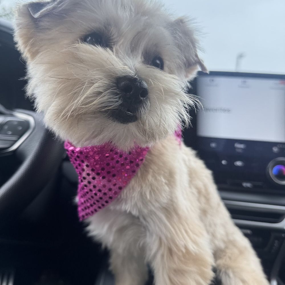 Alta Pet Center - Pose - Pet Groomers Near Me - Upland, California Alta Pet Center - Pose - Pet Groomers Near Me - Upland, California