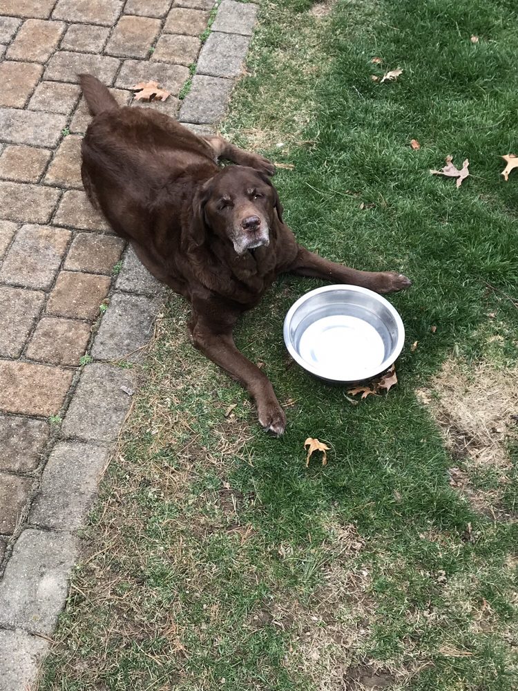 SAY GOODBYE AT HOME 14 Reviews Veterinarians Quincy, MA Phone