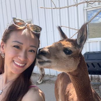 Smooth Alpaca Experience - Petting Zoos Near Me - Golden, Colorado Smooth Alpaca Experience - Petting Zoos Near Me - Golden, Colorado