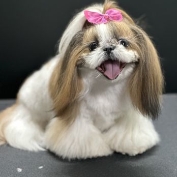 Premier K-9, - Pet Groomers Near Me - Beverly Hills, Florida Premier K-9, - Pet Groomers Near Me - Beverly Hills, Florida