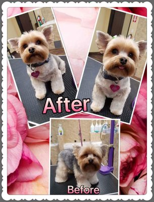 purrfectly pampered paws