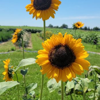 Pickwick Place - Sunflowers - Farmers Market Near Me - Bucyrus, Ohio