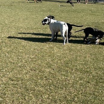 Pinnacle Dog Park - Dog Parks Near Me - Phoenix, Arizona Pinnacle Dog Park - Dog Parks Near Me - Phoenix, Arizona