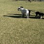 Pinnacle Dog Park
