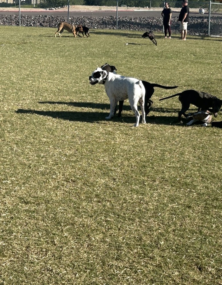 Pinnacle Dog Park Logo