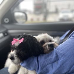 Ellen's Dog Grooming - My 2 new Teddy Bears were groomed and loved the great service. Thank you we'll be back.