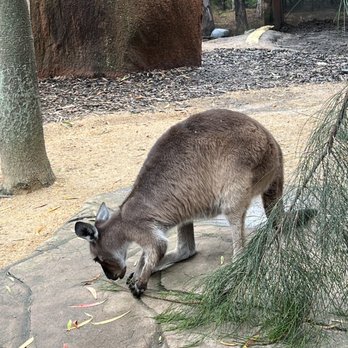 Sydney Wildlife World - Frankie is a 4 year old kangaroo - Zoos Near Me - Darling Harbour, NSW