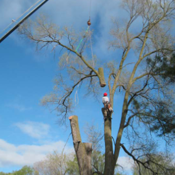 Arbor Man - Tree Services Near Me - Livonia, Michigan