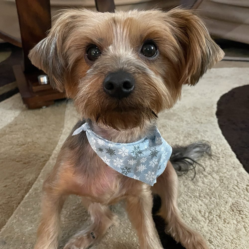 GoldenDog Grooming - Rexie with his new bandana - Pet Groomers Near Me - Spring Valley, California