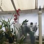 Photo of Silva's Orchids