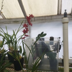 Silva's Orchids