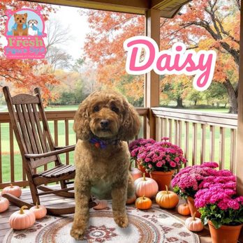 Fresh Paws Spa - Pet Groomers Near Me - Enola, Pennsylvania