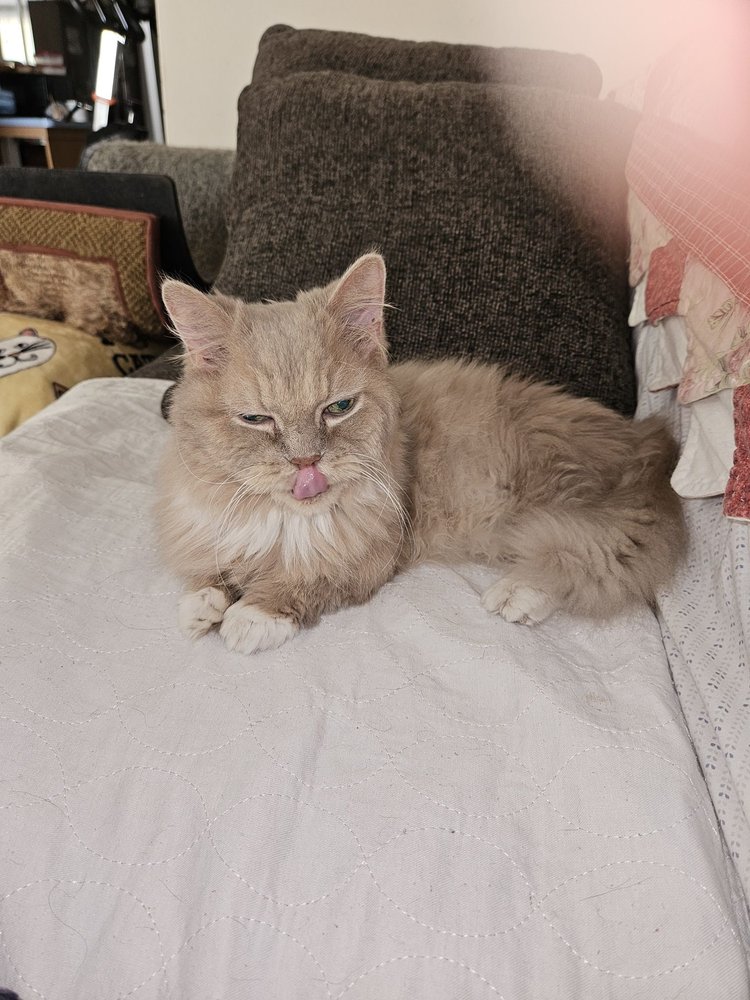 Animals Best Choice - Tarpon Springs-Palm Harbor, West Pasco Image