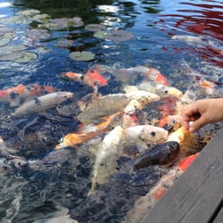 Koi Café & Restaurant