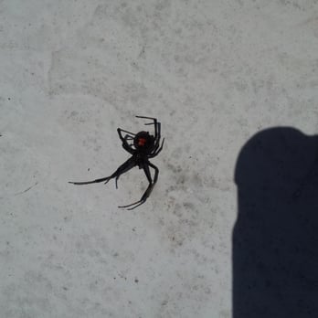 Bulwark Exterminating - Hoping Bulwark can help get rid of my Black Widow spiders... - Pest Control Near Me - Matthews, North Carolina
