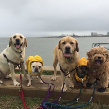 Point Fetch Match - Rainy days - Dog Walkers Near Me - San Mateo, California Point Fetch Match - Rainy days - Dog Walkers Near Me - San Mateo, California