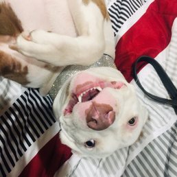 My girl, my pit My girl, my pit