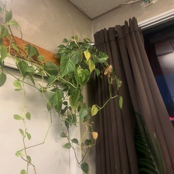 Banh Mi Viet - Planted by the window - Vietnamese Near Me - San Francisco, California Banh Mi Viet - Planted by the window - Vietnamese Near Me - San Francisco, California