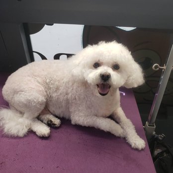 Royal Pets - Pet Groomers Near Me Royal Pets - Pet Groomers Near Me