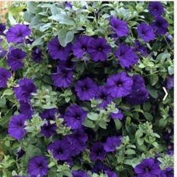 Purple Wave Petunias Purple Wave Petunias