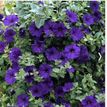 Dragonfly Farm & Nursery - Purple Wave Petunias - Nurseries & Gardening Near Me - Langlois, Oregon Dragonfly Farm & Nursery - Purple Wave Petunias - Nurseries & Gardening Near Me - Langlois, Oregon
