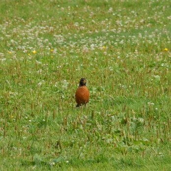 Hauge Homestead Park - Robin looking at me when I took its picture. - Parks Near Me - Everett, Washington Hauge Homestead Park - Robin looking at me when I took its picture. - Parks Near Me - Everett, Washington