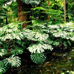 Jardin Botánico La concepcion